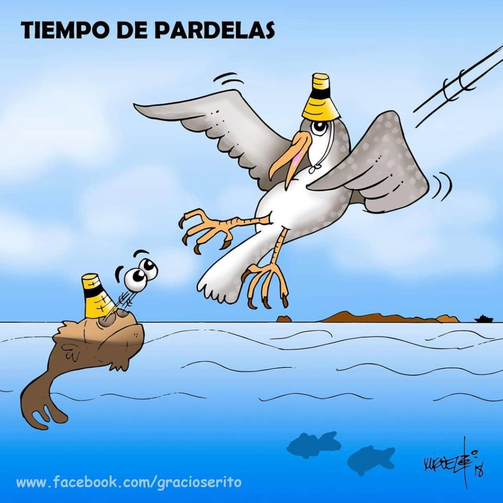 Pardelas
